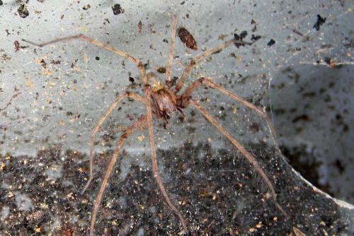 Tegenaria parietina