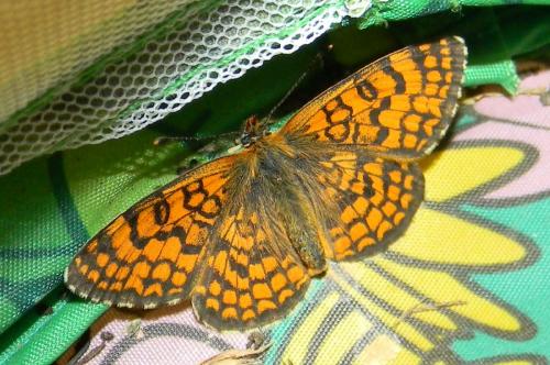 Réf. 79 748 : Melitaea deione