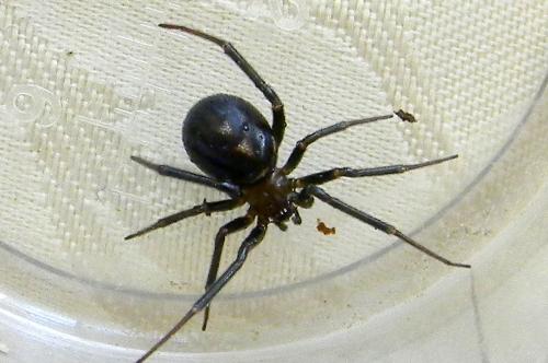 Steatoda grossa