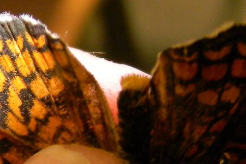 Melitaea deione
