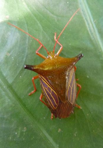Edessa cylindricornis