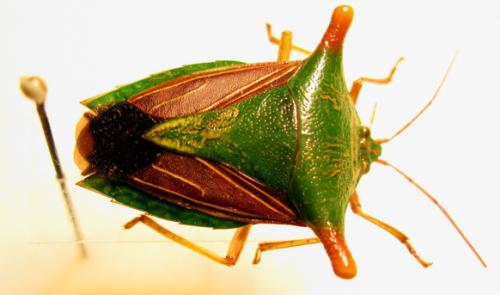 Edessa cylindricornis
