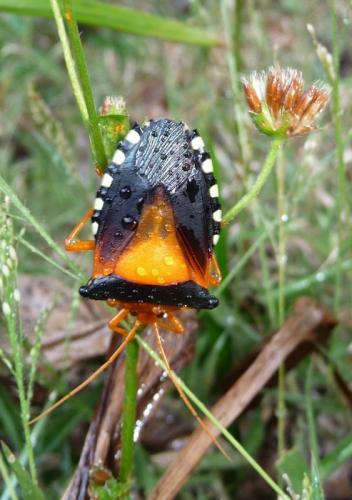 Edessa miniata