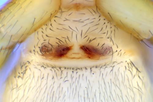 Zodarion hamatum