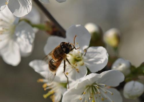 Eristalis pertinax