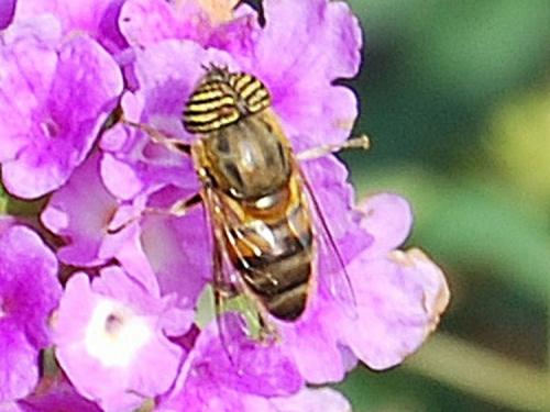 Eristalinus taeniops