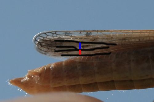 Euchorthippus elegantulus