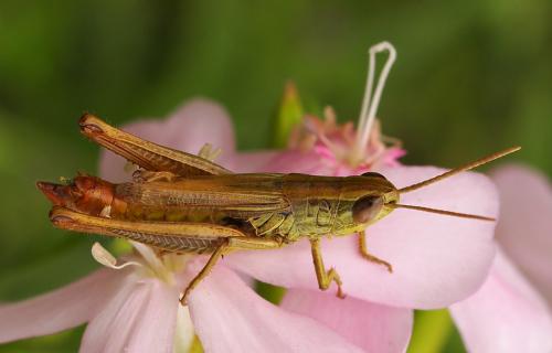 Réf. 79 768 : Euchorthippus declivus
