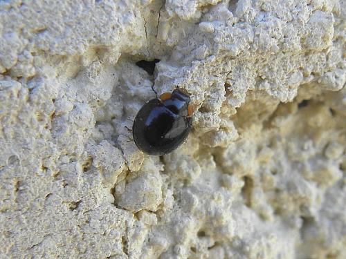 Parexochomus nigromaculatus