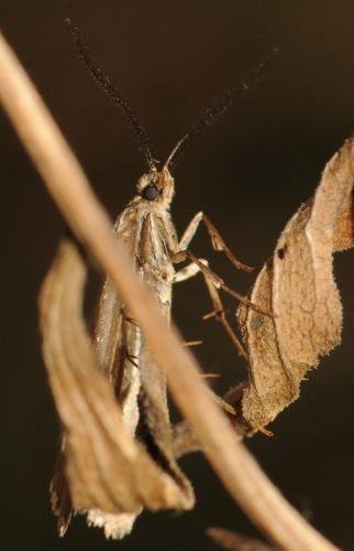 Diurnea lipsiella