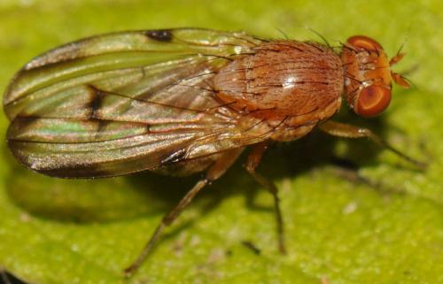 Minettia inusta