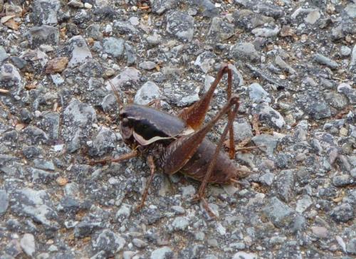 Pholidoptera sp.