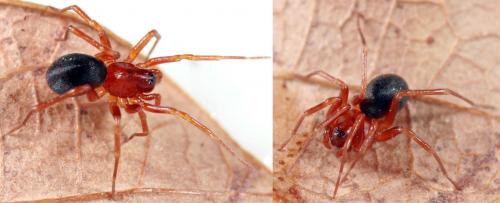 Zodarion hamatum