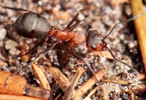 Réf. 79 667 : Formica polyctena