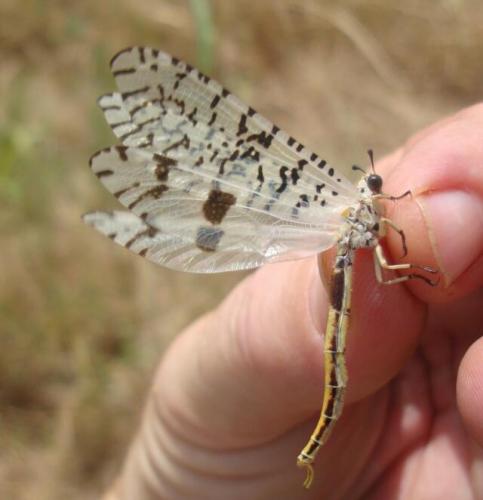 Réf. 79 732 : Tomatares clavicornis
