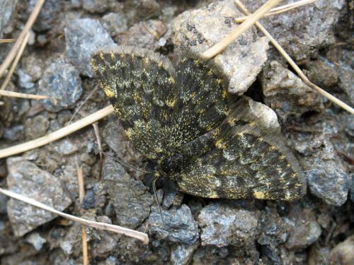 Glacies canaliculata