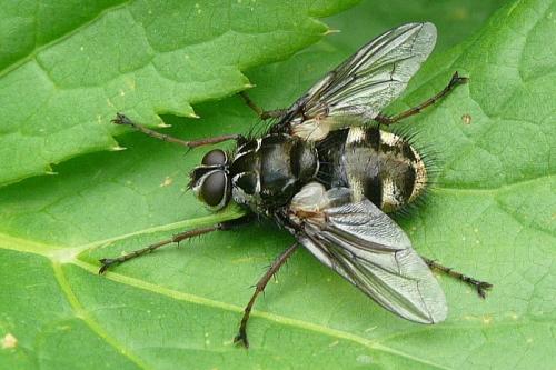 Réf. 79 632 : Trixa caerulescens