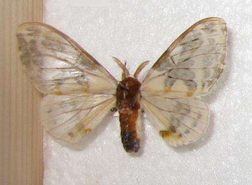 Réf. 79 716 : Colla sp.