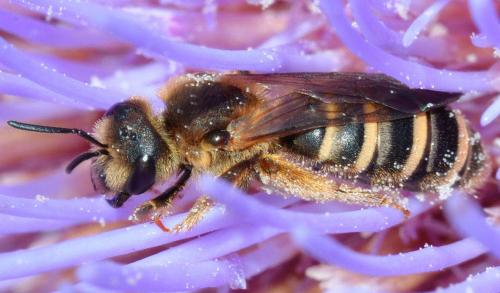 Réf. 79 392 : Halictus scabiosae