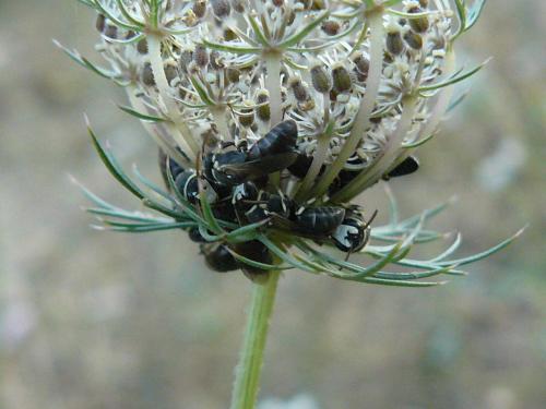 Hylaeus variegatus