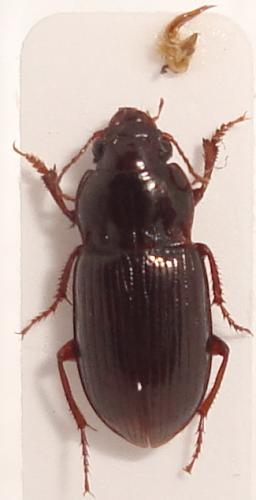 Amara apricaria