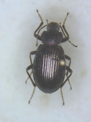 Euboeus superbus