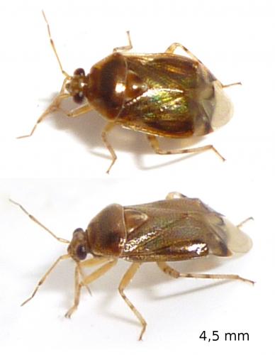 Réf. 79 469 : Deraeocoris lutescens