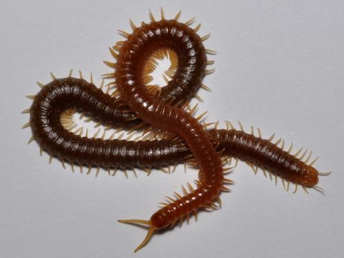Himantarium gabrielis