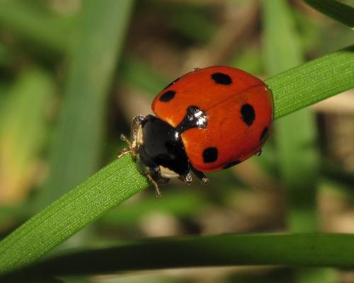 Ceratomegilla undecimnotata