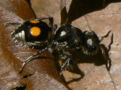 Hoplomutilla sp.