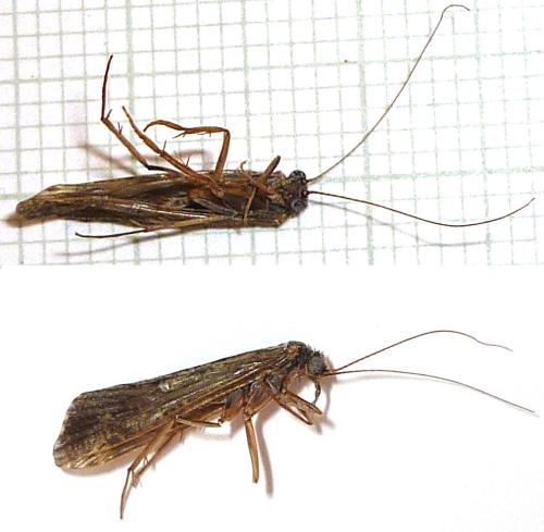 Réf. 79 009 : Hydropsyche siltalai