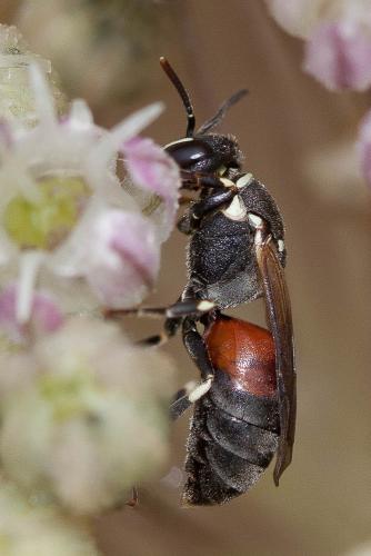Hylaeus variegatus