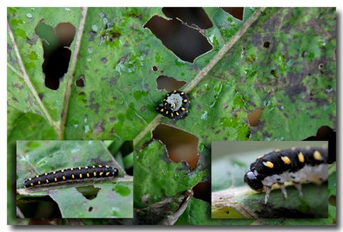 Tenthredo mandibularis