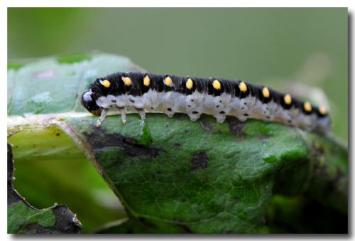 Réf. 79 063 : Tenthredo mandibularis