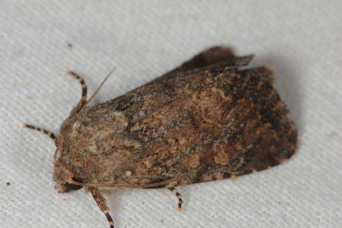 Luperina testacea