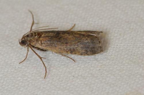 Phycita sp.