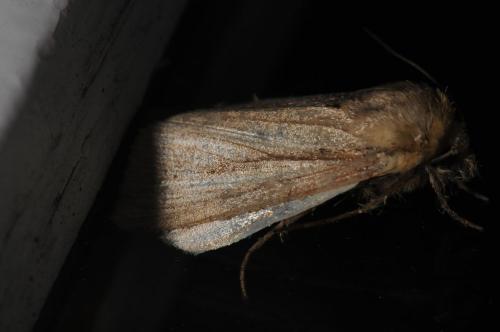Réf. 79 633 : Sesamia nonagrioides
