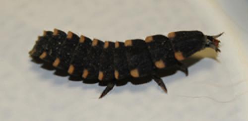Lampyris noctiluca
