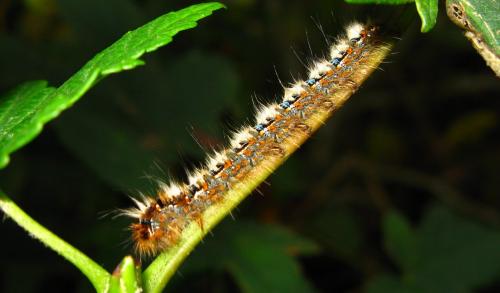 Lasiocampa quercus