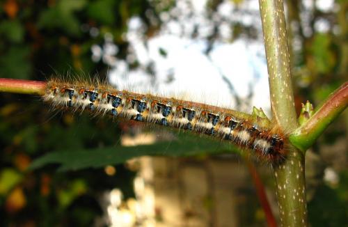 Lasiocampa quercus