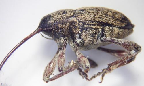 Curculio glandium