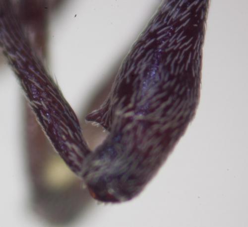 Curculio glandium
