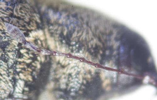 Curculio glandium