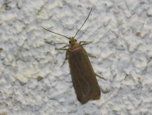 Réf. 79 627 : Acompsia cinerella