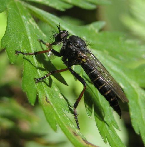 Stilpnogaster aemula