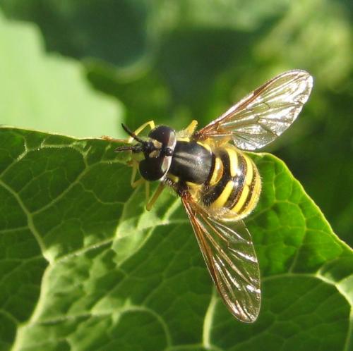 Réf. 79 712 : Chrysotoxum cautum