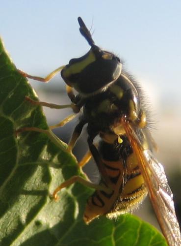 Réf. 79 710 : Chrysotoxum cautum