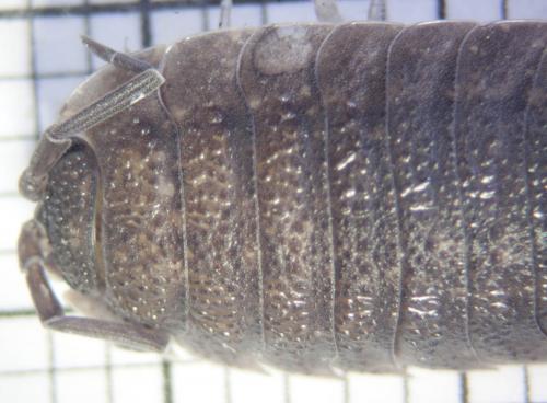 Porcellio scaber