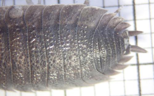 Porcellio scaber