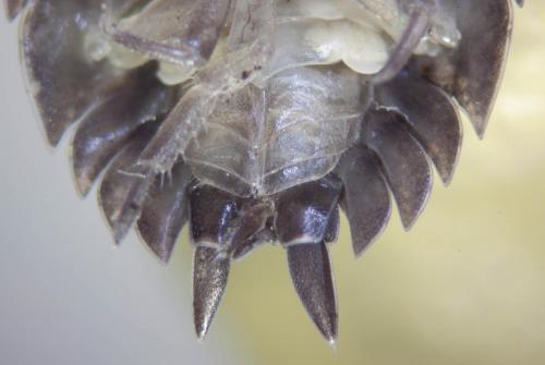 Porcellio scaber